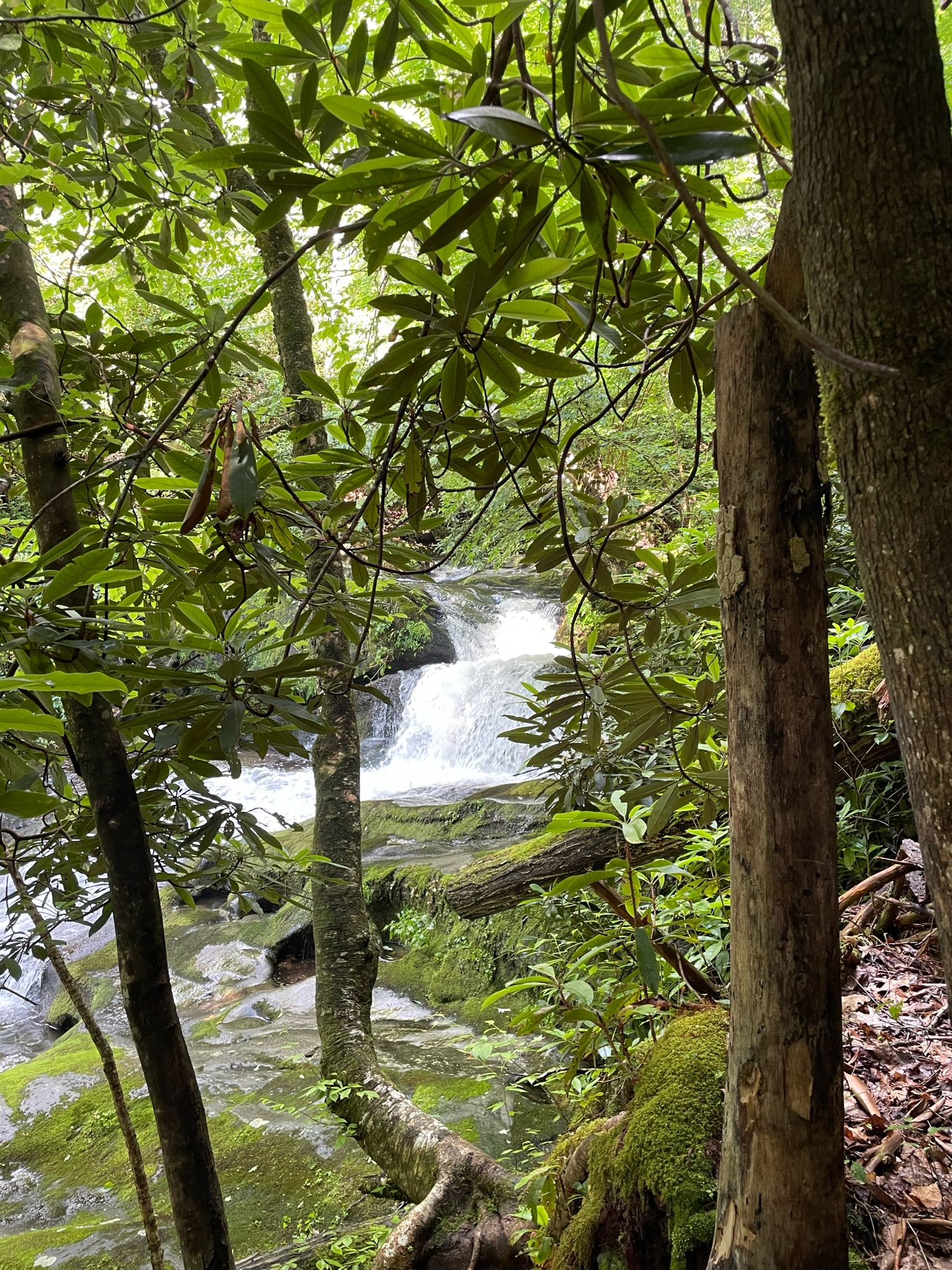 Hiking - Trails at Tapoco